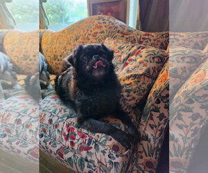 Myles - Male Pug Dog for Adoption - Photo #4