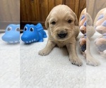 Small #11 Golden Retriever