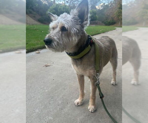 Medium Photo #4 Mutt Puppy For Sale in San Diego, CA, USA