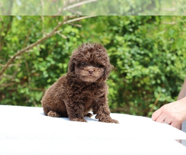 Medium Photo #29 ShihPoo Puppy For Sale in DYERSBURG, TN, USA