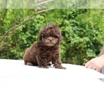 Small #28 ShihPoo