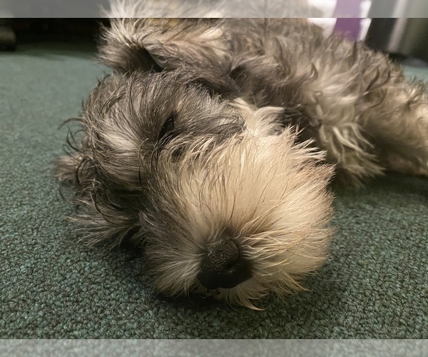Medium Photo #33 Schnauzer (Miniature) Puppy For Sale in CAMBRIDGE, MA, USA