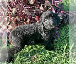 Aussiedoodle Puppy for sale in UPTON, KY, USA