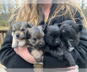 Yoranian Puppy for sale in REED CITY, MI, USA