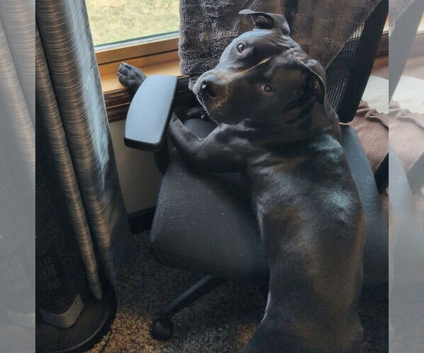 Medium Photo #6 American Pit Bull Terrier Puppy For Sale in Fargo, ND, USA