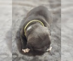 Small Photo #24 American Bully Puppy For Sale in KISSIMMEE, FL, USA