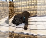 Small #20 German Shepherd Dog