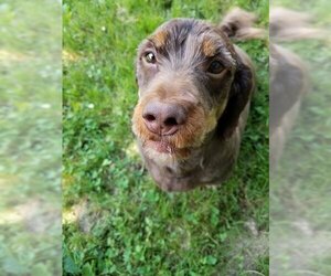 Dachshund Dogs for adoption in New Castle, DE, USA