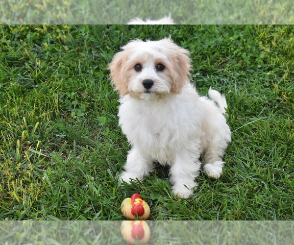 Medium Photo #3 Cavachon Puppy For Sale in ELDORADO, OH, USA