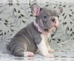 French Bulldog Puppy for sale in NEW YORK, NY, USA