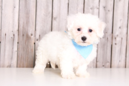 Medium Photo #1 Maltichon Puppy For Sale in MOUNT VERNON, OH, USA