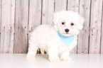 Small Photo #1 Maltichon Puppy For Sale in MOUNT VERNON, OH, USA