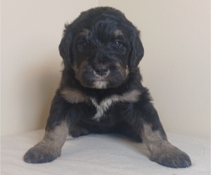 Bernedoodle Puppy for sale in GWINN, MI, USA