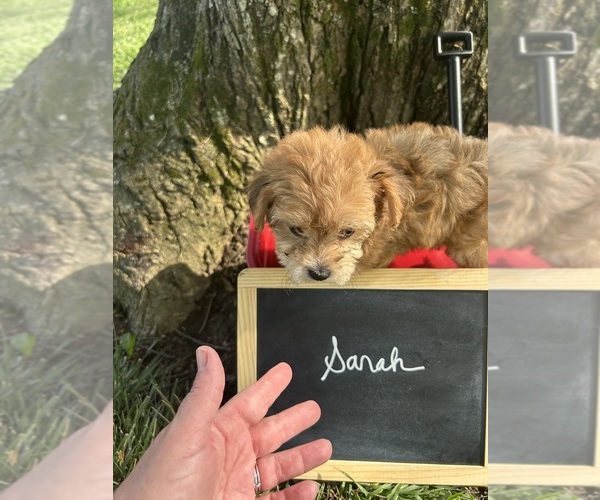 Medium Photo #5 Yo-Chon Puppy For Sale in BELFAST, OH, USA