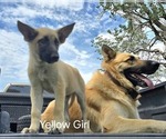 Puppy Bella German Shepherd Dog