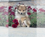 Small Photo #2 Pomeranian Puppy For Sale in CANOGA, NY, USA