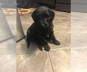 Goldendoodle Puppy for sale in NO TONAWANDA, NY, USA