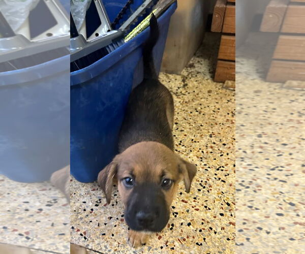 Medium Photo #4 Black Mouth Cur-Labrador Retriever Mix Puppy For Sale in Magnolia Springs, AL, USA