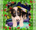 Small Photo #12 Cowboy Corgi Puppy For Sale in GALLEGOS, NM, USA