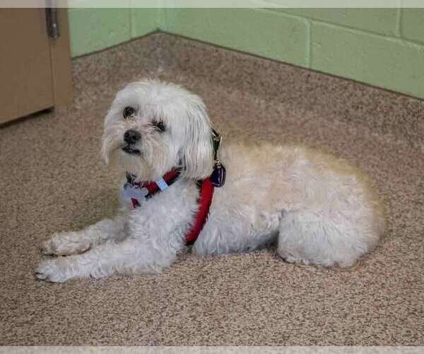 Medium Photo #5 Poodle (Miniature)-Unknown Mix Puppy For Sale in Kennesaw, GA, USA