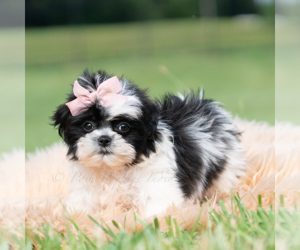 Medium Photo #6 Shih Tzu Puppy For Sale in WARSAW, IN, USA