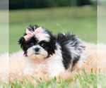 Small Photo #6 Shih Tzu Puppy For Sale in WARSAW, IN, USA