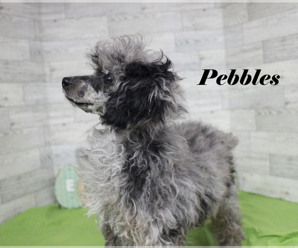 Medium Photo #2 Poodle (Toy) Puppy For Sale in CHANUTE, KS, USA