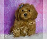 Small Photo #54 Goldendoodle (Miniature) Puppy For Sale in WARSAW, IN, USA