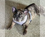 Small #1 French Bulldog