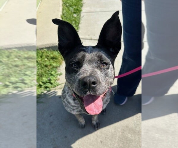 Medium Photo #1 Mutt Puppy For Sale in Petaluma, CA, USA