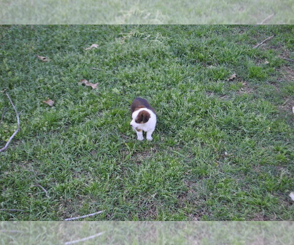 Medium Photo #3 Miniature Australian Shepherd Puppy For Sale in SWAN, TX, USA