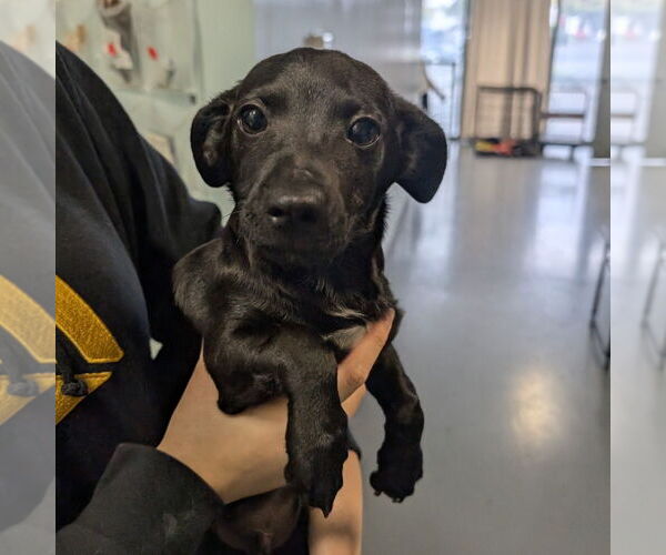 Medium Photo #1 Dachshund-Unknown Mix Puppy For Sale in Chico, CA, USA