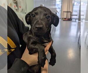 Dachshund-Unknown Mix Dogs for adoption in Chico, CA, USA