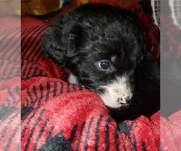 Medium Photo #4 Aussiedoodle Puppy For Sale in DERBY, IA, USA