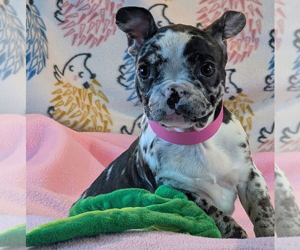 Medium Photo #1 French Bulldog Puppy For Sale in Bon Carbo, CO, USA