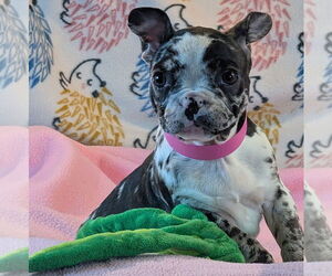 French Bulldog Dogs for adoption in Bon Carbo, CO, USA