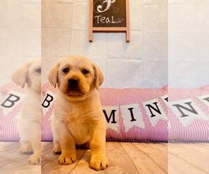 Labrador Retriever Puppy for sale in MAYSVILLE, GA, USA