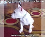 Small Photo #179 Dogo Argentino Puppy For Sale in PINEVILLE, MO, USA