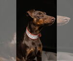 Small #13 Doberman Pinscher