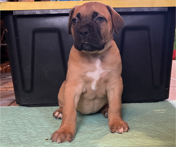 Medium Photo #3 Cane Corso Puppy For Sale in MARION, OH, USA