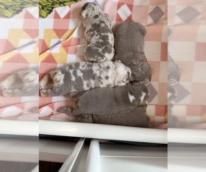 English Bulldog Puppy for sale in OZARK, AL, USA