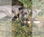Puppy Percy American Pit Bull Terrier