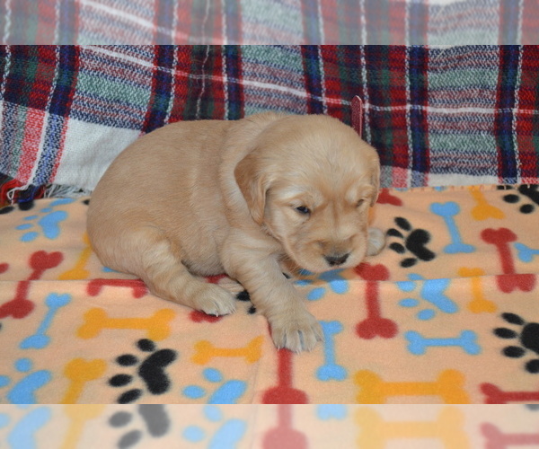 Medium Photo #6 Golden Retriever Puppy For Sale in OWEN, WI, USA