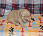 Puppy 2 Golden Retriever