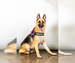 Small #3 German Shepherd Dog