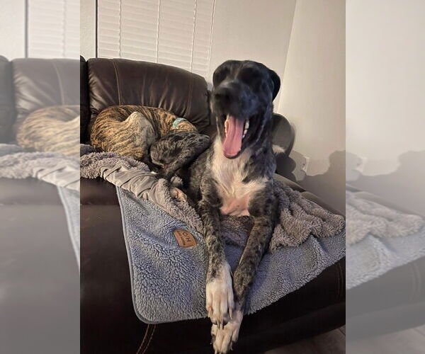 Medium Photo #3 Great Dane Puppy For Sale in Bullard, TX, USA