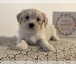 Maltipoo (Miniature) Puppy for sale in CLEVELAND, TN, USA