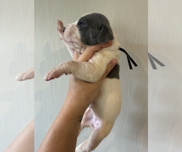 Medium Photo #9 Great Dane Puppy For Sale in HALLETTSVILLE, TX, USA