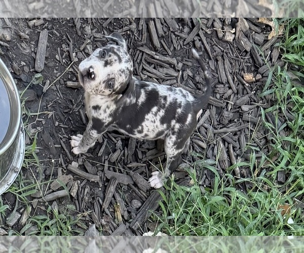Medium Photo #1 American Bully Puppy For Sale in NIXA, MO, USA