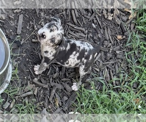 American Bully Puppy for sale in NIXA, MO, USA